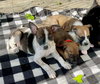 Bogart - Photo 16