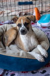 Bogart - Photo 10