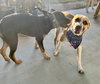 Bogart - Photo 13