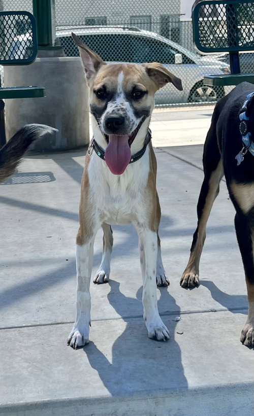 BOGART - Australian Cattle Dog/Blue Heeler / Shepherd available for adoption