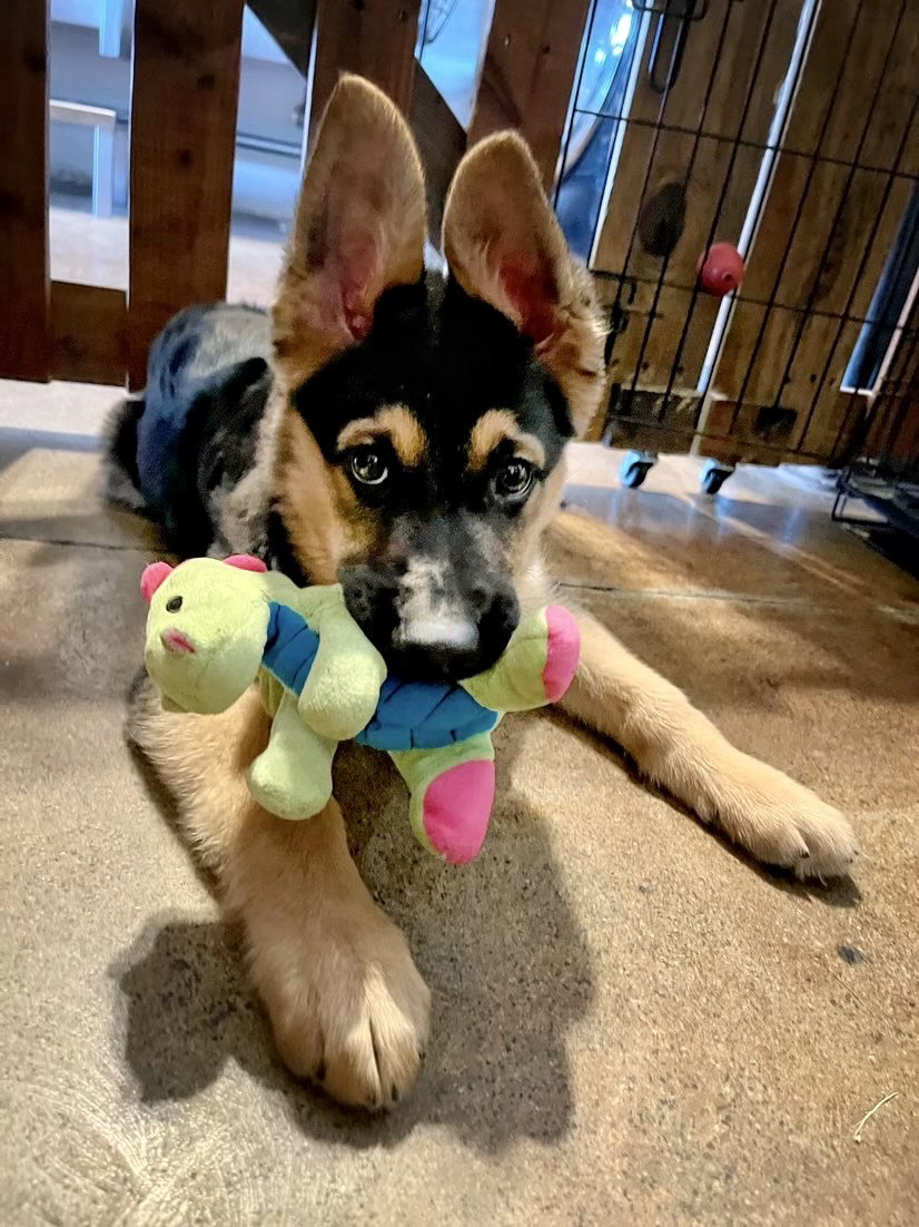 Dog for Adoption Felix, a German Shepherd Dog in Orange County, CA
