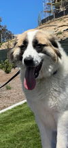 adoptable Dog in Dana Point, CA named Izzy