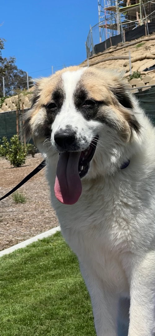 IZZY - Anatolian Shepherd available for adoption