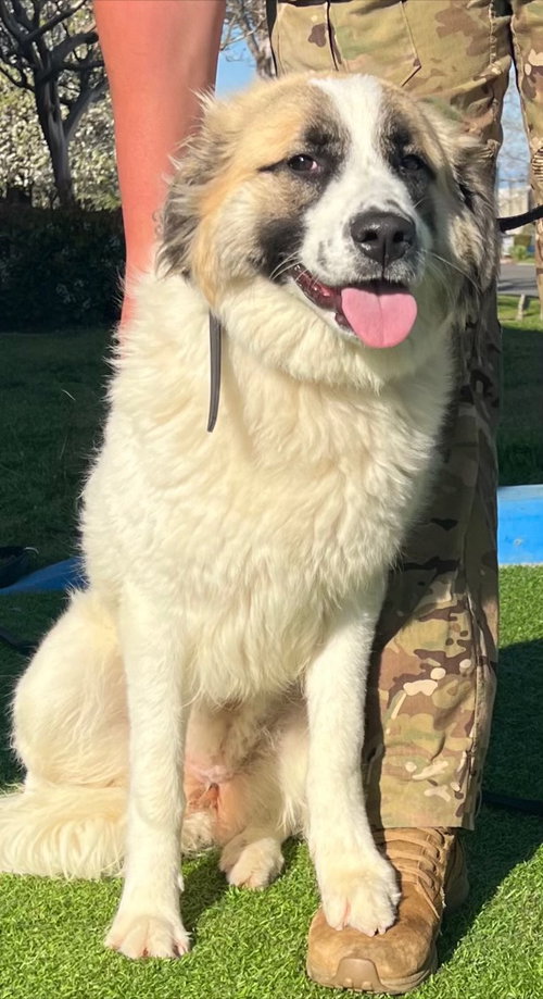 IZZY - Anatolian Shepherd available for adoption