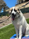 Izzy - Photo 3
