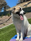 Izzy - Photo 4