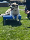Izzy - Photo 12