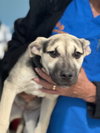 Piper - Photo 24