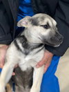 Piper - Photo 23