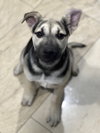 Piper - Photo 25