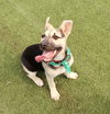 Piper - Photo 20