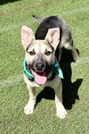 Piper - Photo 14
