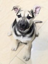 Piper - Photo 22