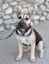 Piper - Photo 3