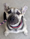Piper - Photo 21