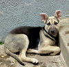 Piper - Photo 17