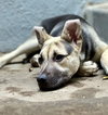 Piper - Photo 19