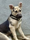 Piper - Photo 18