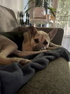 Piper - Photo 15