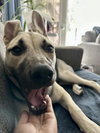 Piper - Photo 16