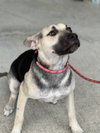 Piper - Photo 12