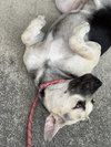 Piper - Photo 13