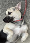 Piper - Photo 4