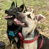 Piper - Photo 8