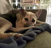 Piper - Photo 10
