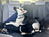 Piper - Photo 9