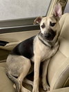 Piper - Photo 7