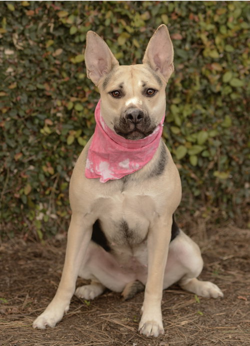 PIPER - Labrador Retriever / Shepherd available for adoption