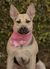 Piper - Photo 2