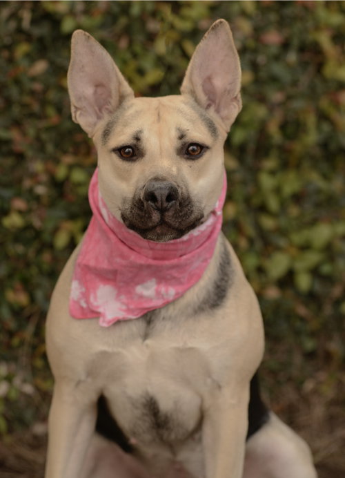 PIPER - Labrador Retriever / Shepherd available for adoption