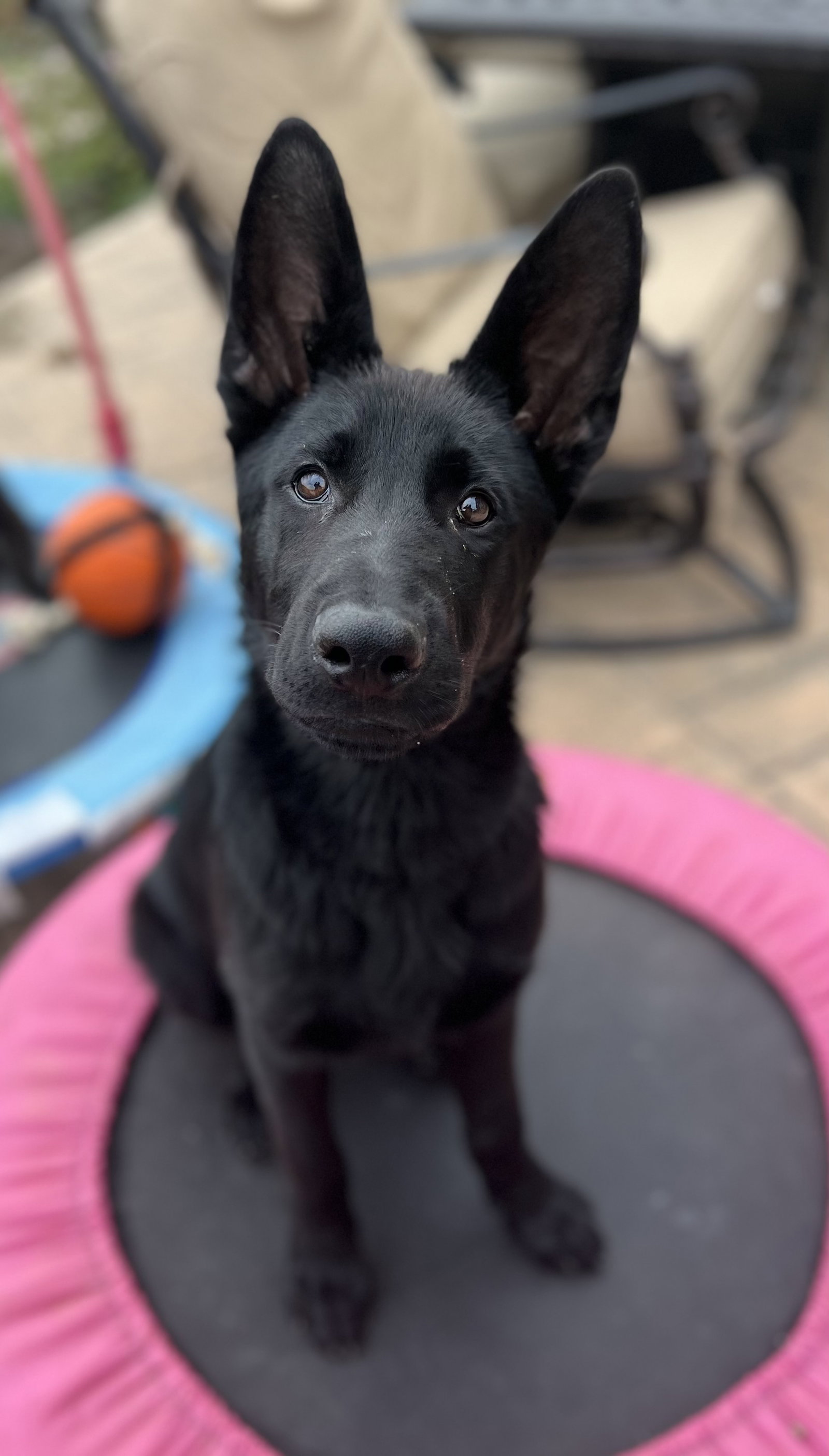 Dog for Adoption Salami, a German Shepherd Dog in San Bernardino, CA