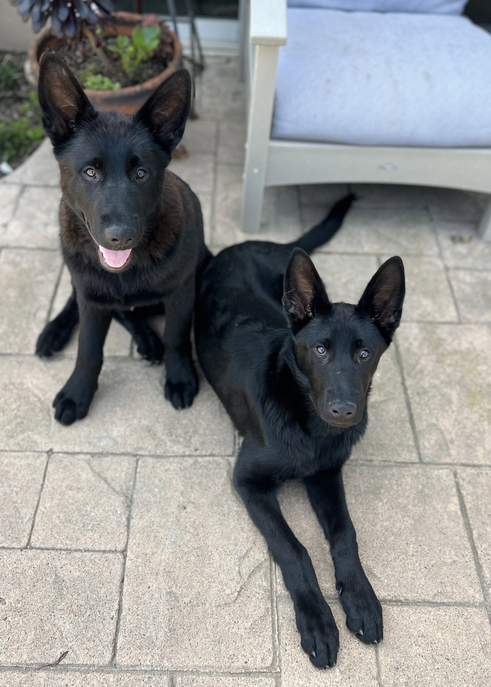 Dog for Adoption Salami, a German Shepherd Dog in San Bernardino, CA
