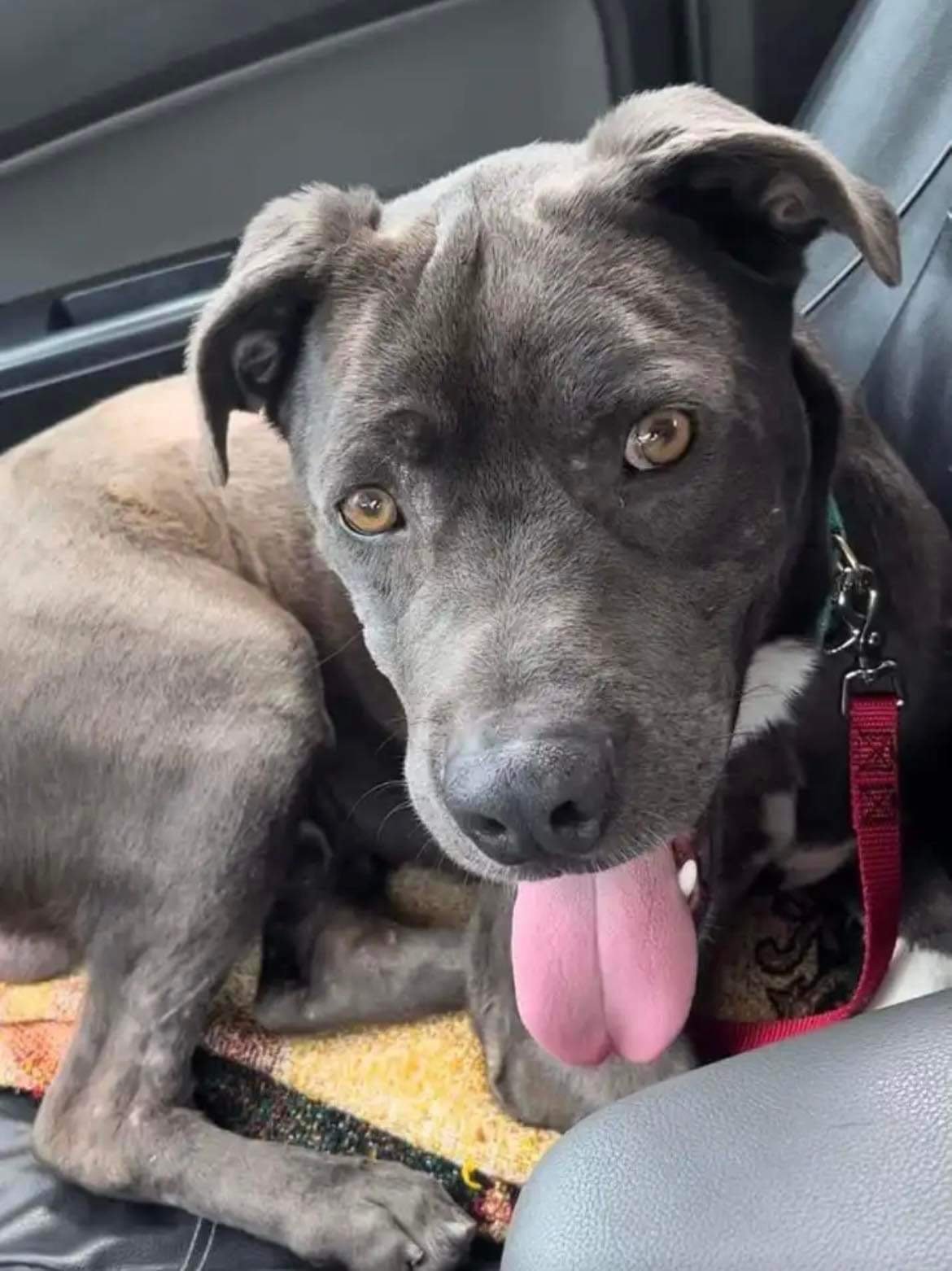 adoptable Dog in Dana Point, CA named Clovis