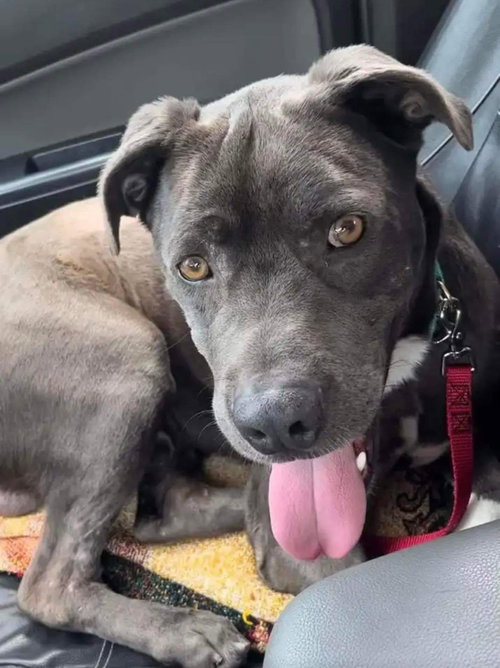 CLOVIS - Pit Bull Terrier available for adoption