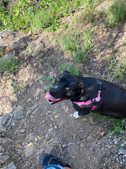 DAISY GIRL - Labrador Retriever / Pit Bull Terrier available for adoption