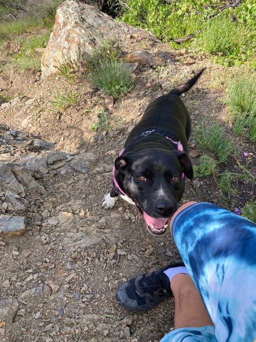 DAISY GIRL - Labrador Retriever / Pit Bull Terrier available for adoption