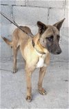 adoptable Dog in dana point, CA named Aria