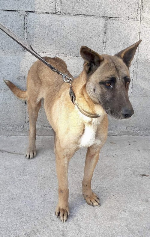 ARIA - Labrador Retriever / Shepherd available for adoption
