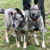 adoptable Dog in  named Freida and Dallen
