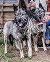 Freida and Dallen - Photo 2