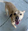 adoptable Dog in dana point, CA named Armanti