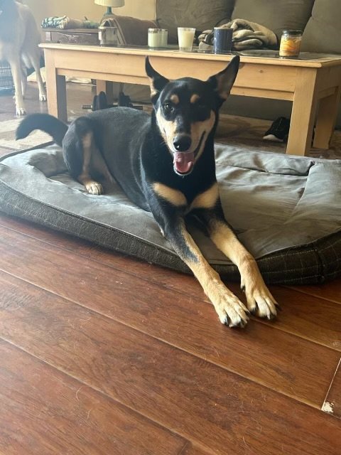 adoptable Dog in Dana Point, CA named Kevan