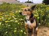 Scout - Photo 2