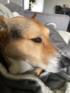 Scout - Photo 3