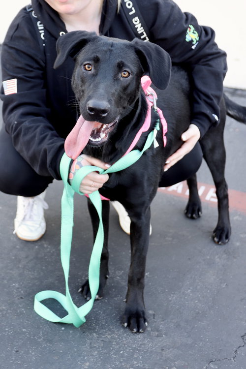 KENDALL - Labrador Retriever available for adoption