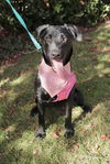 adoptable Dog in  named Kendall